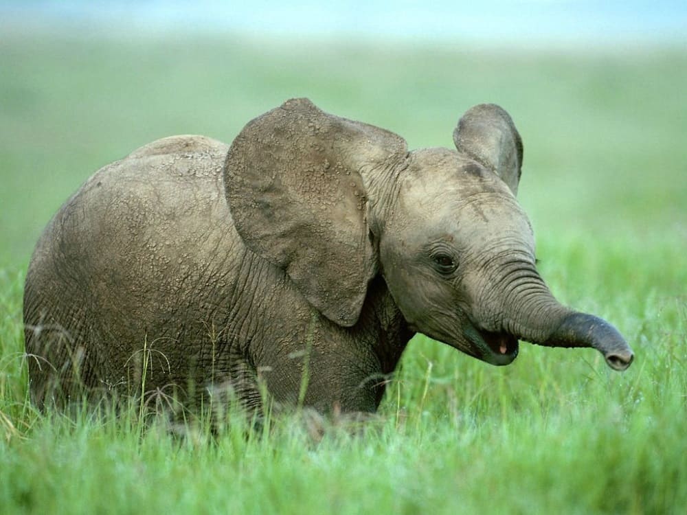 сонник слон.jpg
