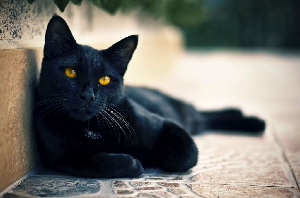 чёрная кошка.jpg