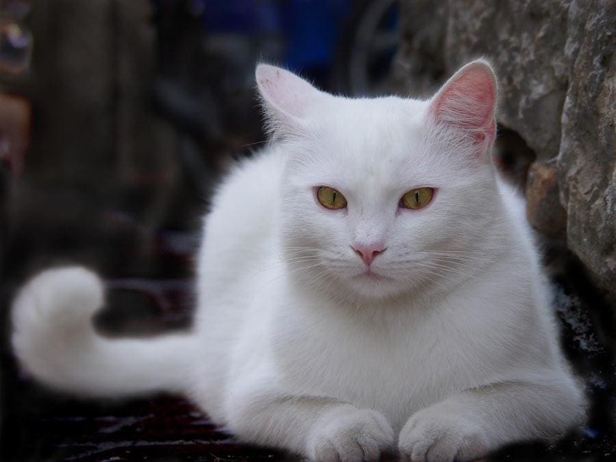 белая кошка.jpg