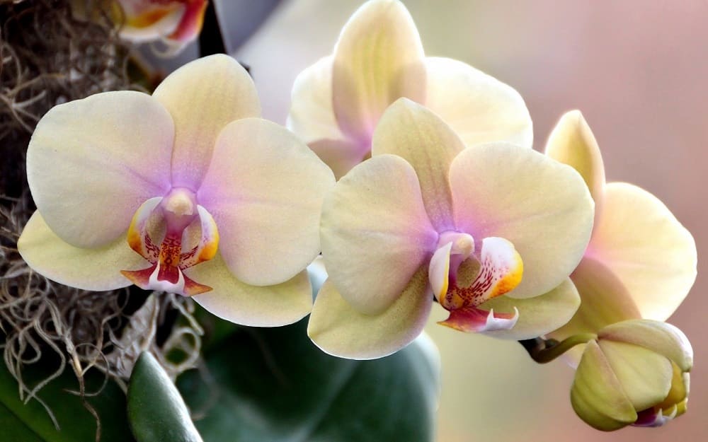 фен шуй орхидея.jpg