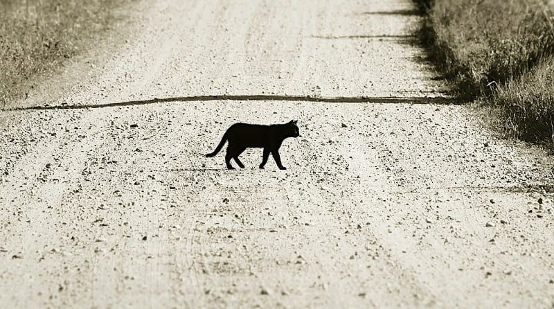 плохая примета - черная кошка.jpg