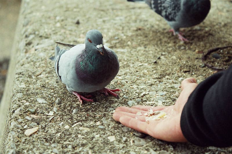 приворот - кормить голубей.jpg